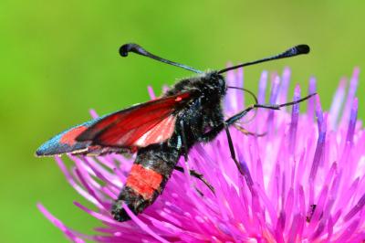 <i>Zygaena sarpedon</i>