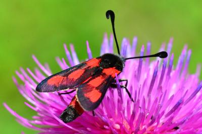 <i>Zygaena sarpedon</i>