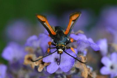 <i>Pyropteron chrysidiforme</i>