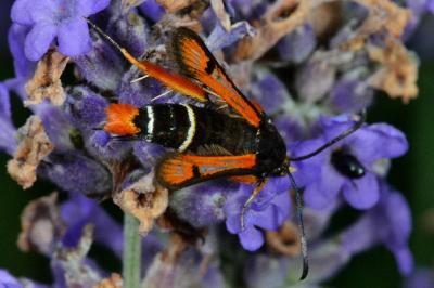 <i>Pyropteron chrysidiforme</i>