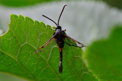<i>Synanthedon myopaeformis</i>