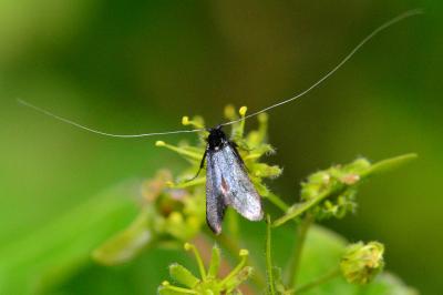 <i>Adela reaumurella</i>