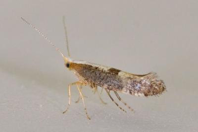 <i>Argyresthia spinosella</i>