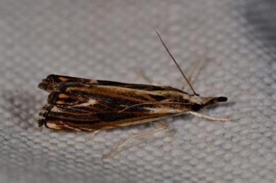 <i>Catoptria verellus</i>