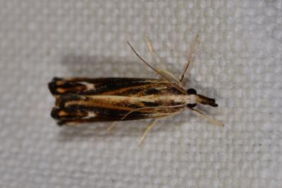 <i>Catoptria verellus</i>
