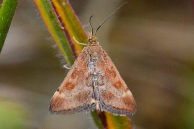 <i>Pyrausta despicata</i>
