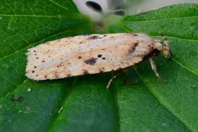 <i>Agonopterix arenella</i>