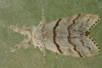 <i>Calliteara pudibunda</i>