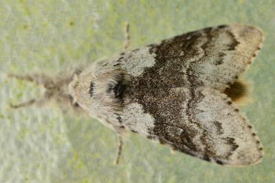 <i>Calliteara pudibunda</i>