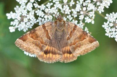 <i>Euclidia glyphica</i>
