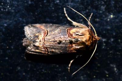 <i>Abrostola triplasia</i>