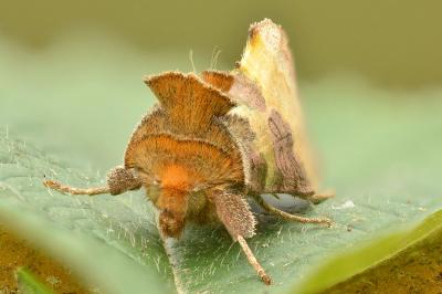 Diachrysia chrysitis
