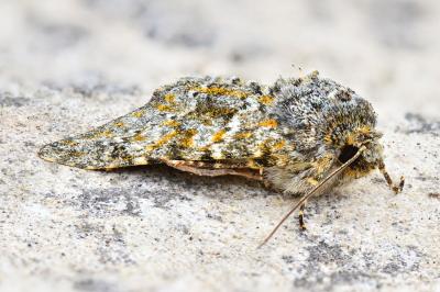 <i>Polymixis flavicincta</i>