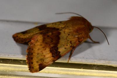 <i>Heliothis viriplaca</i>