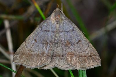 <i>Zanclognatha lunalis</i>