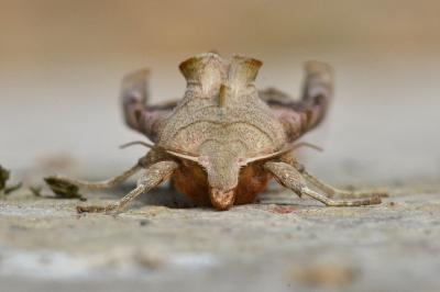 <i>Phlogophora meticulosa</i>