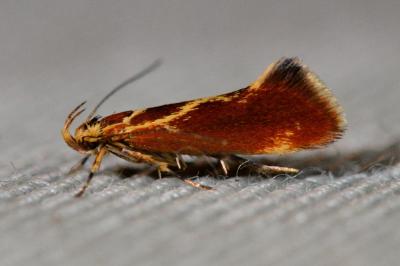 <i>Metalampra italica</i>