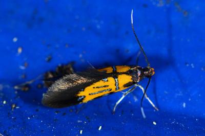 <i>Schiffermuelleria schaefferella</i>