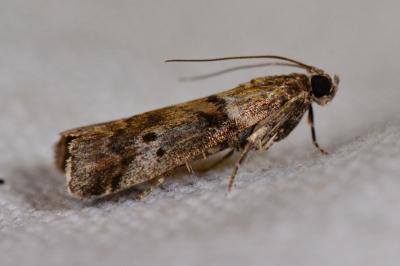 <i>Acrobasis</i>
