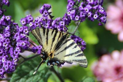 <i>Iphiclides podalirius</i>