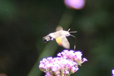 <i>Macroglossum stellatarum</i>