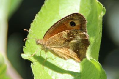 <i>Pyronia tithonus</i>