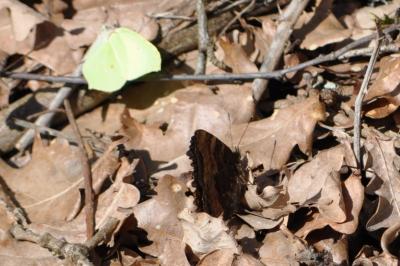 <i>Nymphalis polychloros</i>