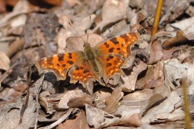 <i>Polygonia c-album</i>