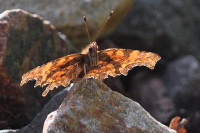 <i>Polygonia c-album</i>