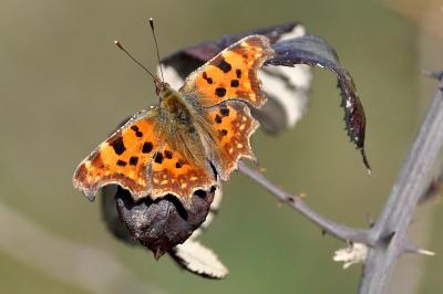 <i>Polygonia c-album</i>