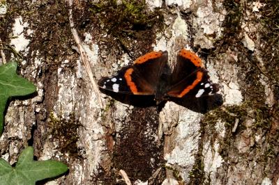 <i>Vanessa atalanta</i>
