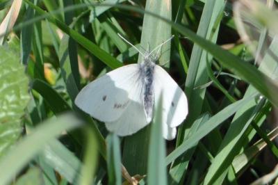 <i>Pieris rapae</i>