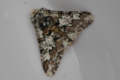 <i>Biston strataria</i>