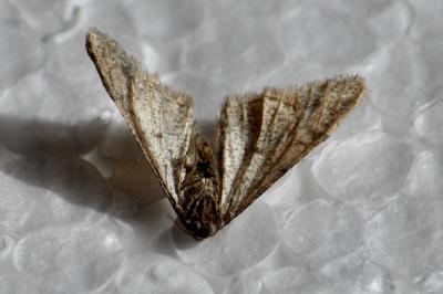 <i>Agriopis leucophaearia</i>