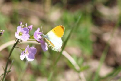 <i>Anthocharis cardamines</i>