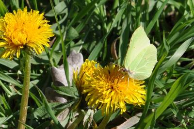 <i>Gonepteryx rhamni</i>