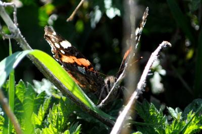 <i>Vanessa atalanta</i>
