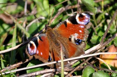 <i>Aglais io</i>
