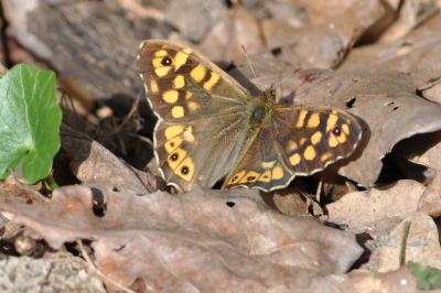 <i>Pararge aegeria</i>
