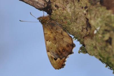 <i>Pararge aegeria</i>