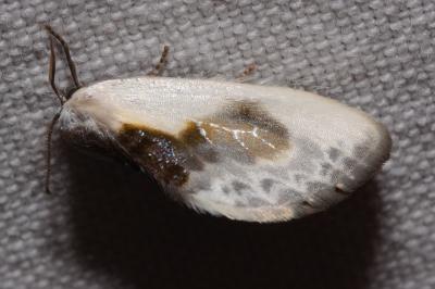 <i>Cilix glaucata</i>