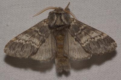 <i>Drymonia ruficornis</i>