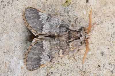 <i>Drymonia ruficornis</i>