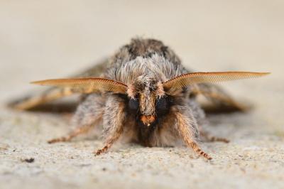 <i>Drymonia ruficornis</i>