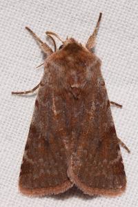 <i>Cerastis rubricosa</i>