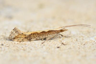 <i>Plutella xylostella</i>