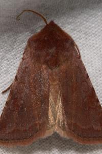 <i>Cerastis rubricosa</i>