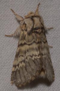 <i>Drymonia ruficornis</i>