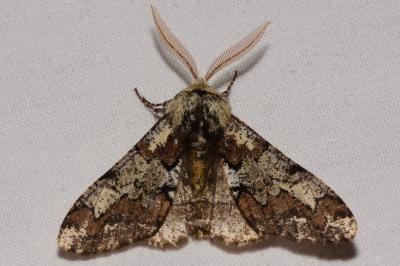 <i>Biston strataria</i>