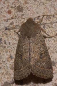 <i>Orthosia cerasi</i>